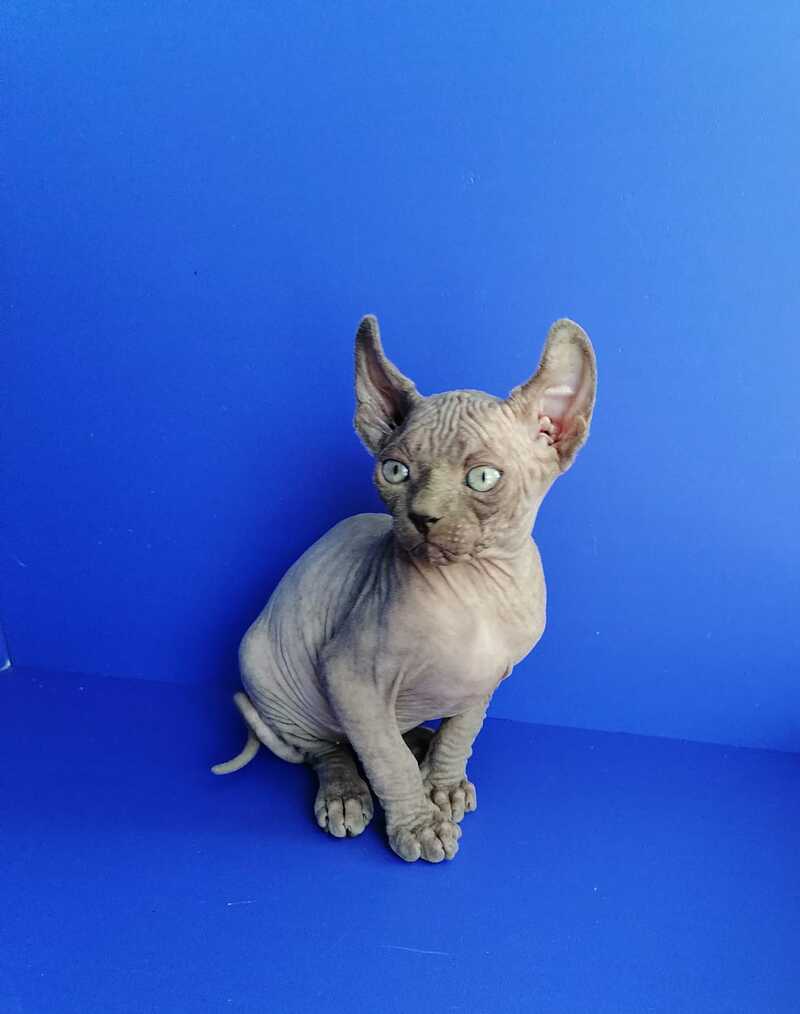 Gamlet Elf male, blue