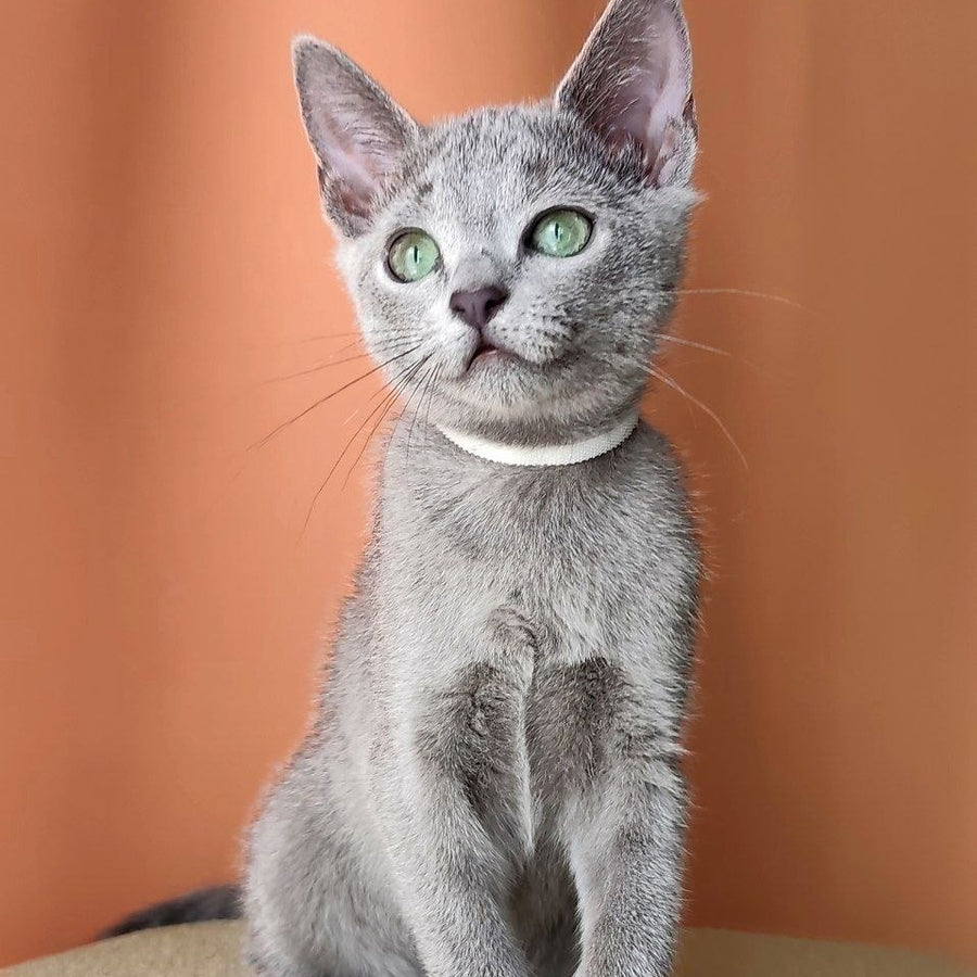 Calypso Russian Blue female, blue