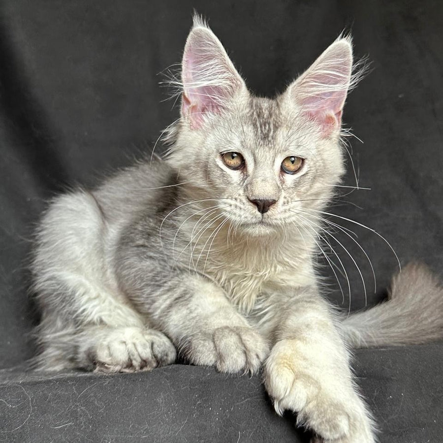 Jet Maine Coon polydactyl 6x6x6x6 male, black silver ticked tabby