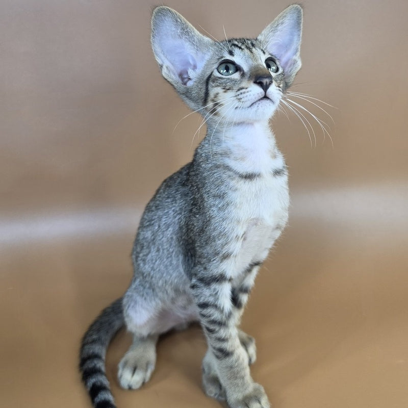 Yukio Oriental Shorthair male, black spotted tabby