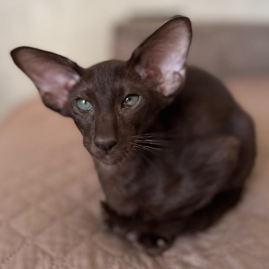 Nolik Oriental Shorthair male, chocolate