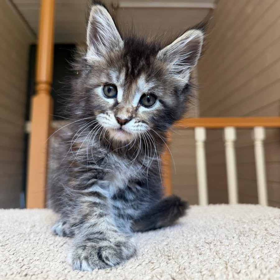 Bamboleilo Maine Coon polydactyl 6x6x6x7 female, black tortie with white tabby