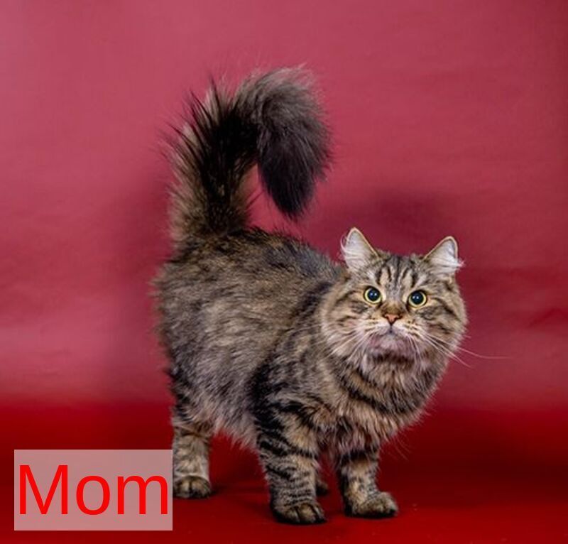 Germes Siberian male, black spotted tabby