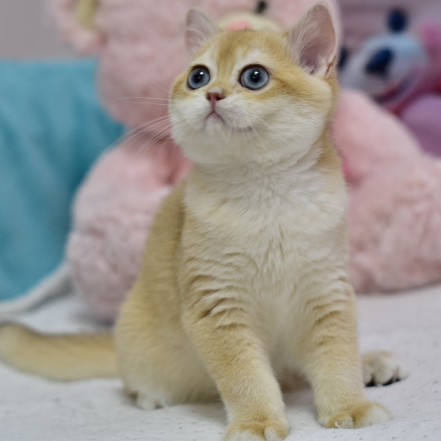 Ferrero British Shorthair male, black golden shaded