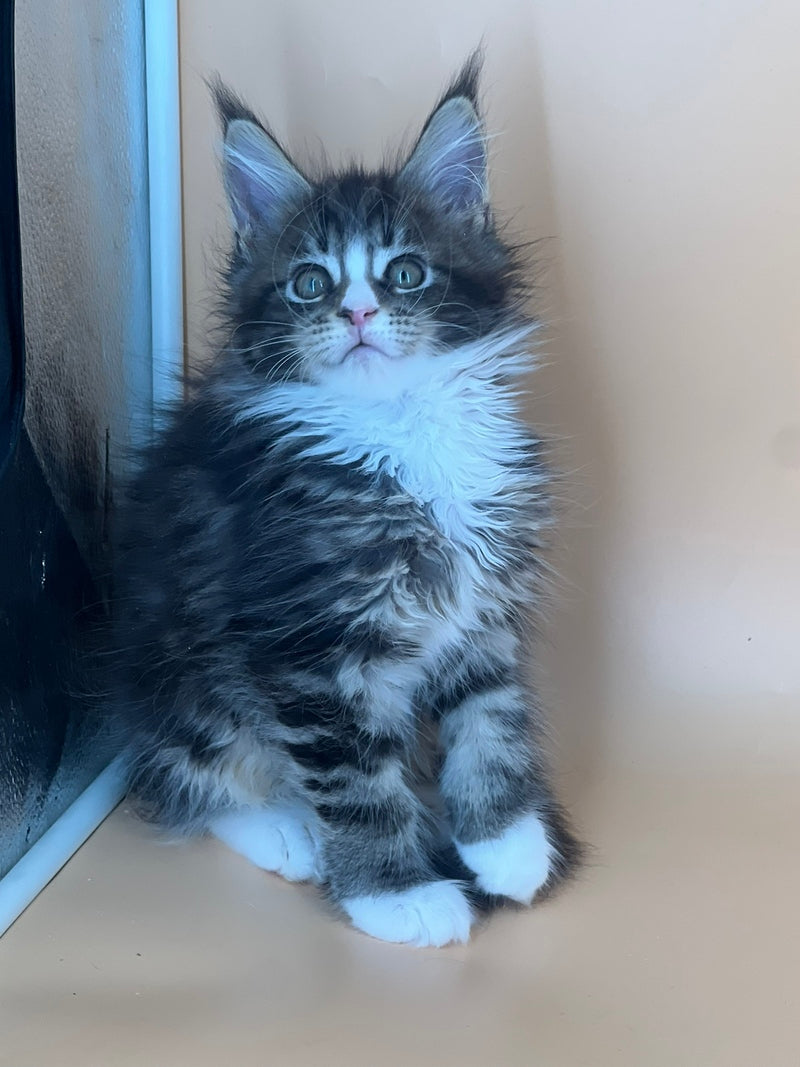 Bershka Maine Coon female, black tortie tabby bicolour