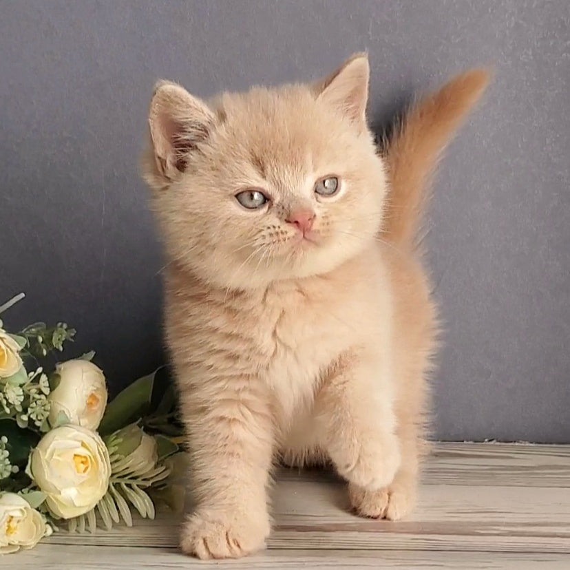 Dionis British Shorthair male, cream
