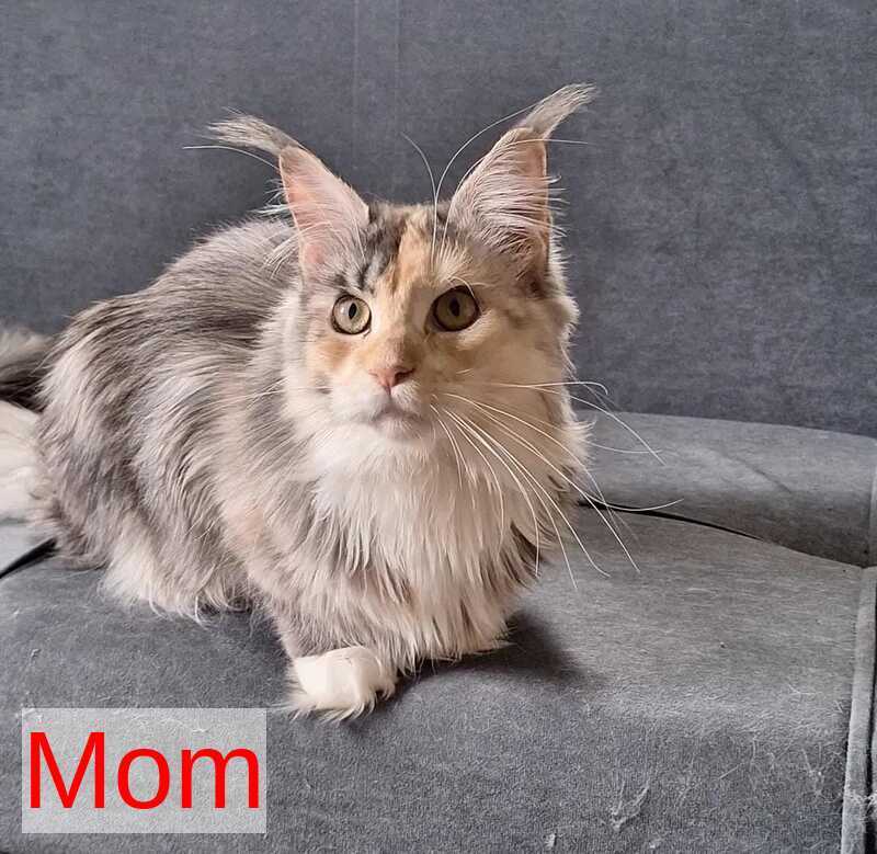 Joker Maine Coon male, black silver spotted tabby