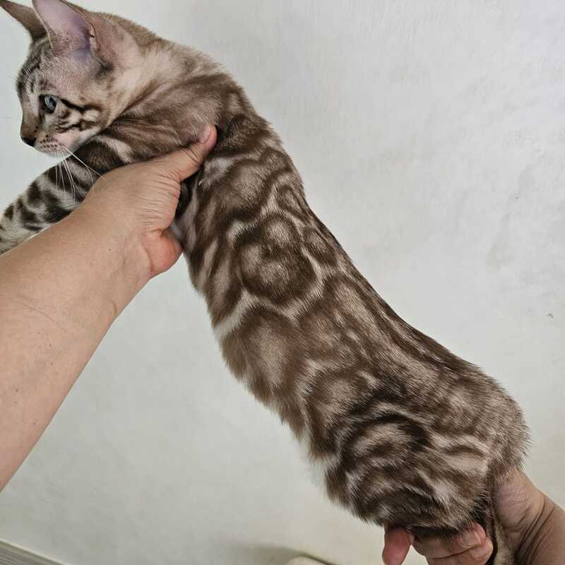 Tamila Bengal female, black spotted tabby pointed