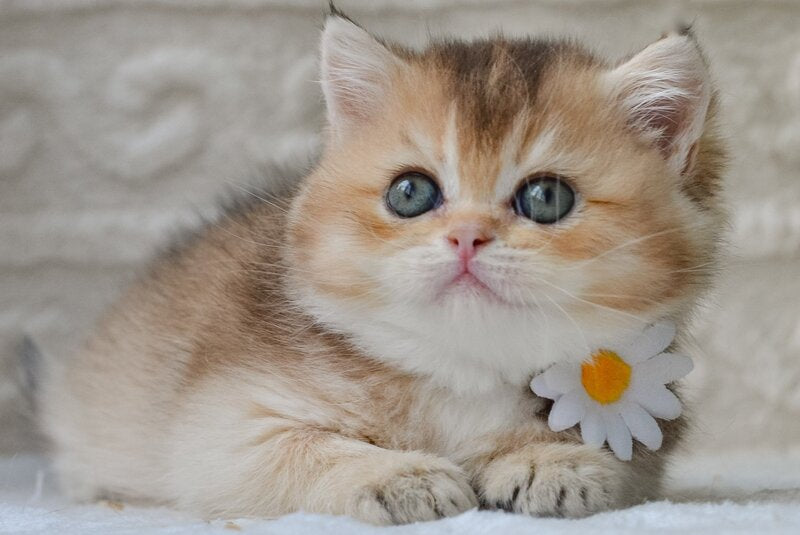 Cоra British Shorthair female, black golden ticked tabby