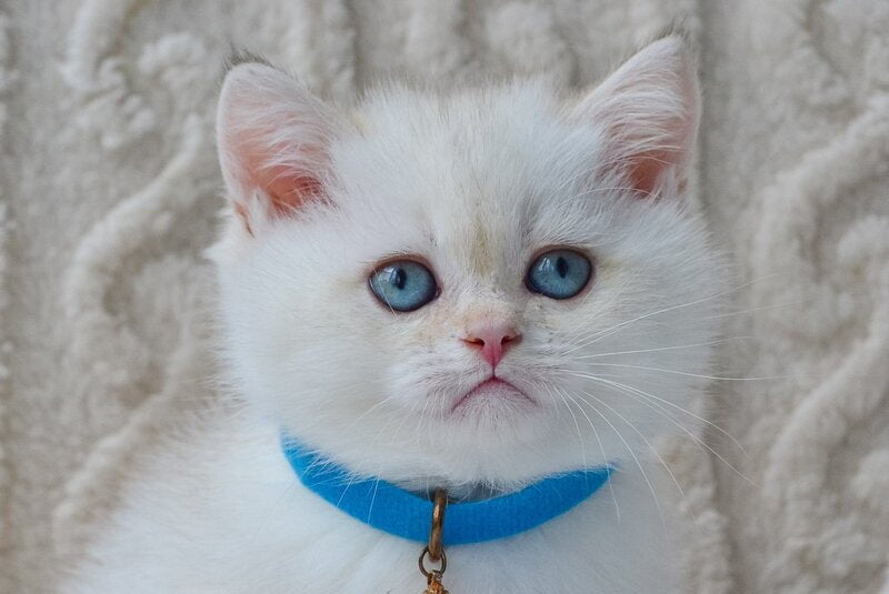 Kai British Shorthair male, black golden shaded pointed