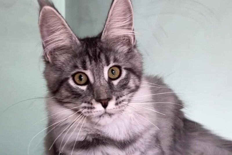 Zorg Maine Coon male, black silver tabby