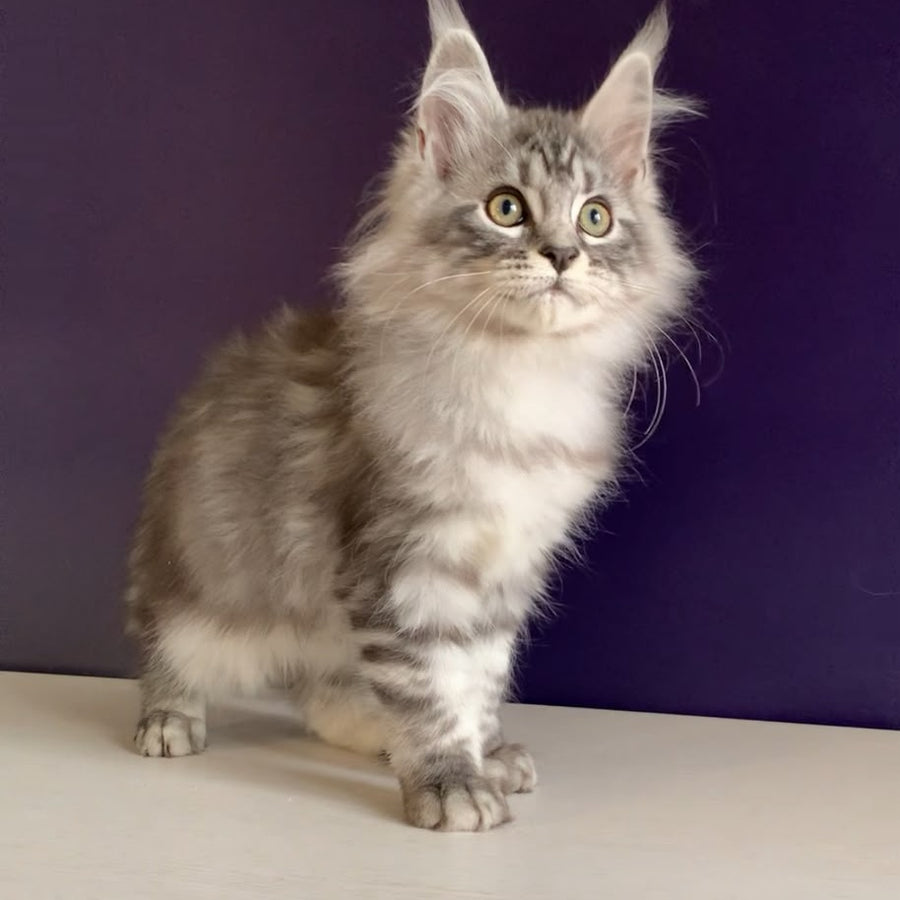 Madagascar Maine Coon male, black silver tabby