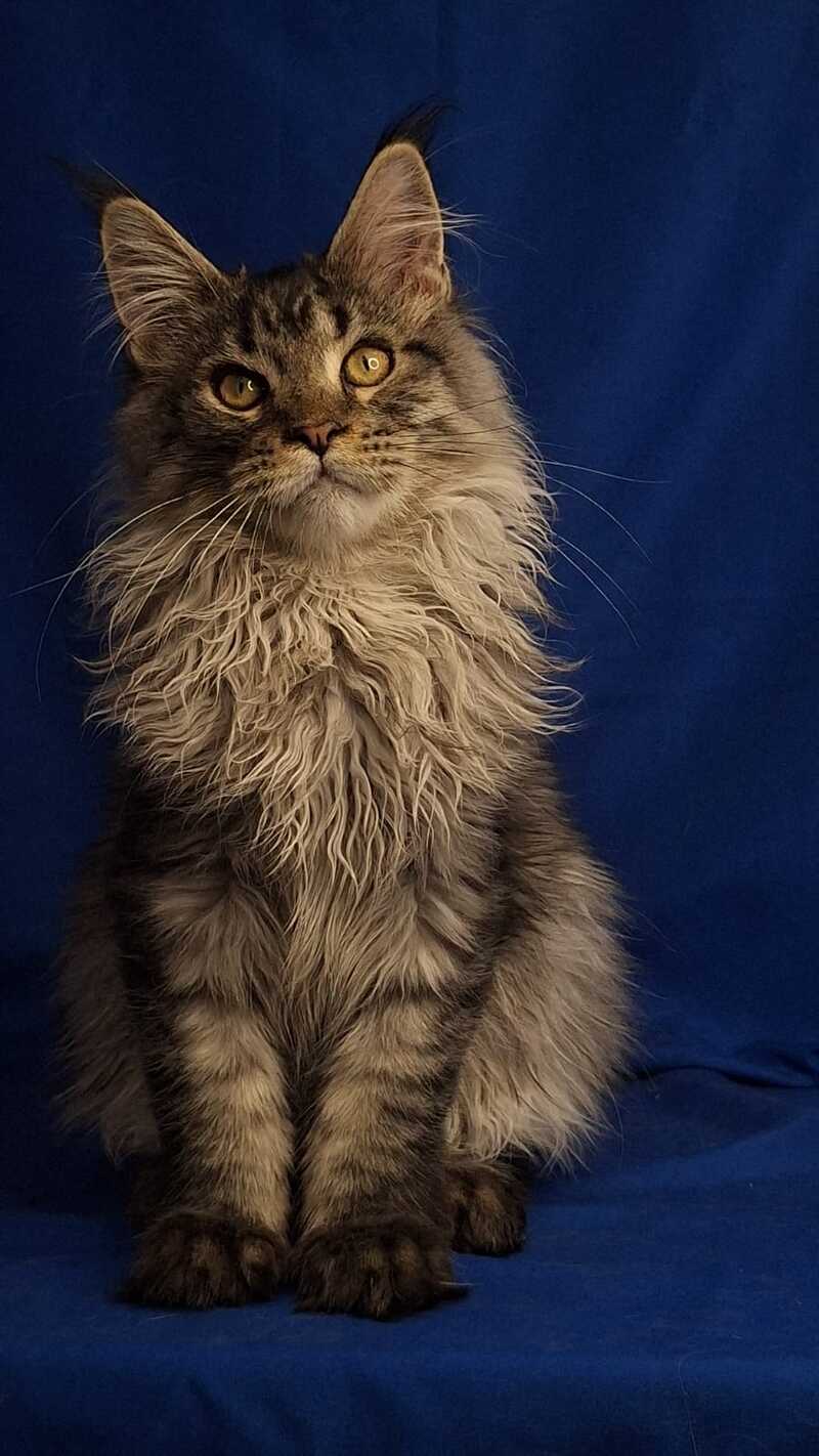 Joker Maine Coon male, black silver spotted tabby