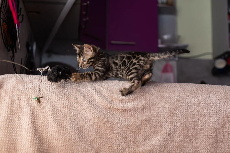 Thor Bengal male black spotted tabby - live animals