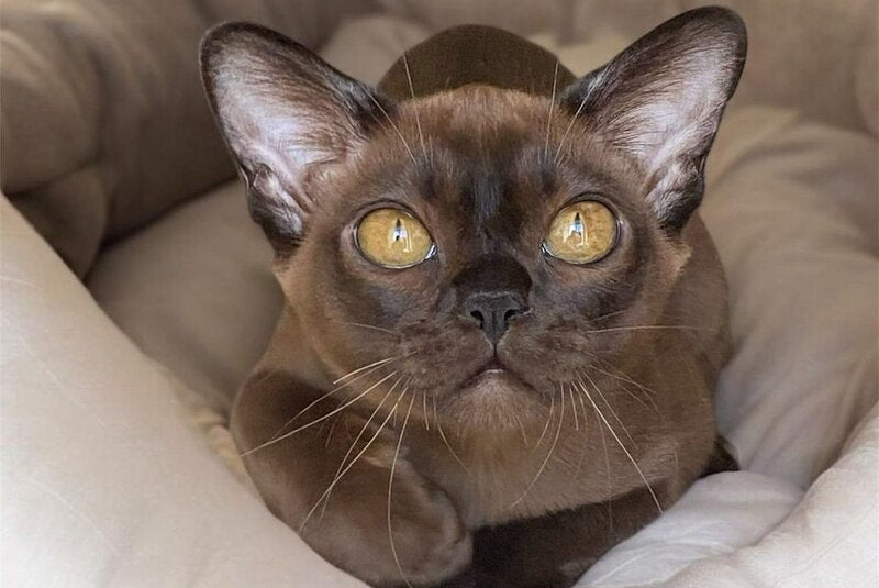 Ustina Burmese female black - live animals
