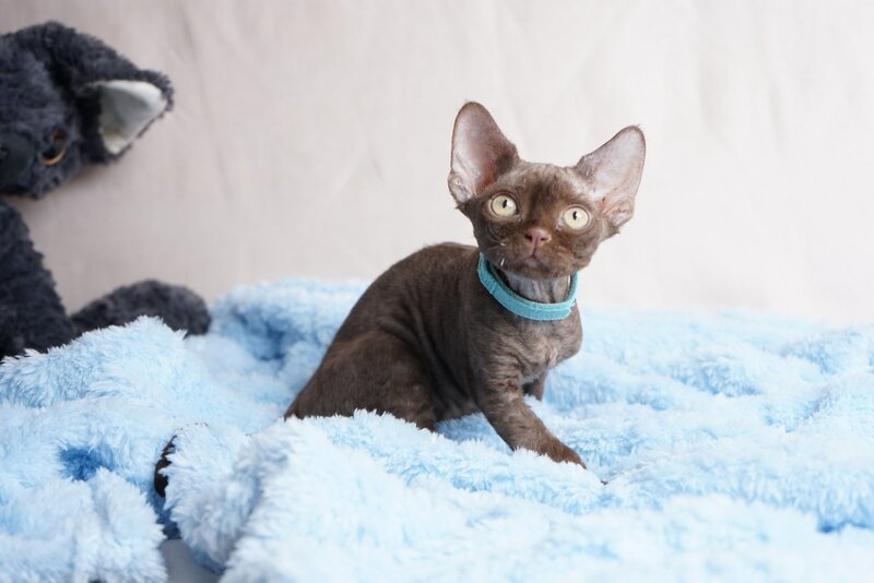 Makar Devon Rex male chocolate - live animals