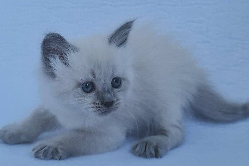 Xenia Siberian female, blue pointed