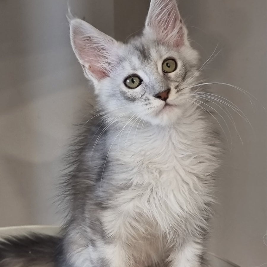 Eveta Maine Coon female, black silver tabby