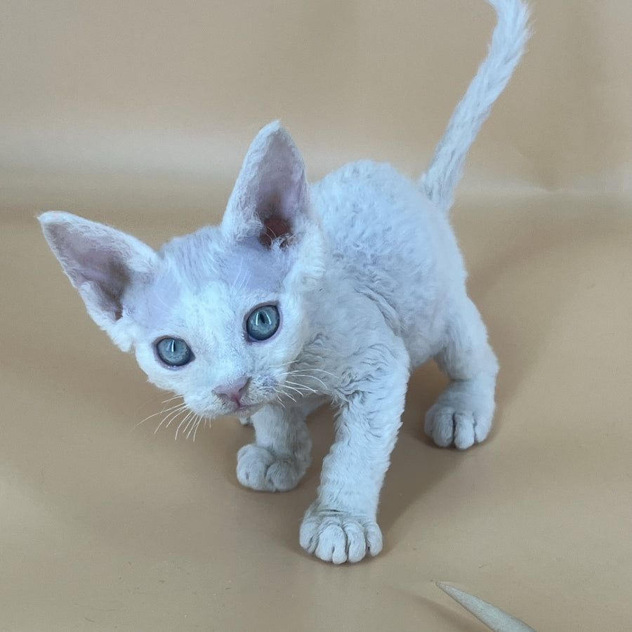 Arni Devon Rex male, white