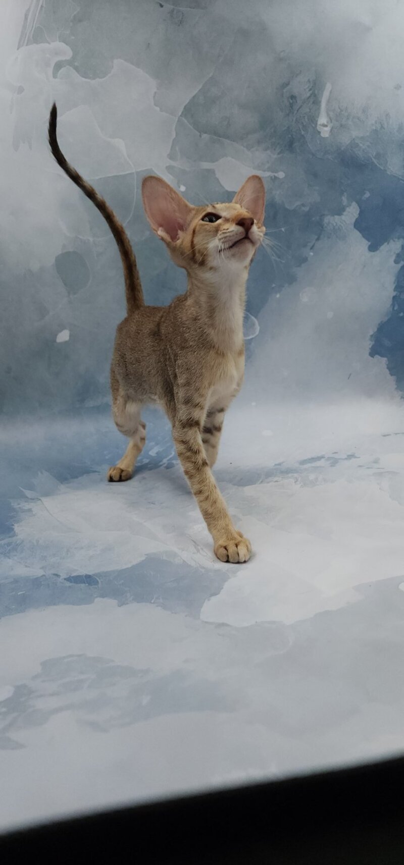 Marian Oriental Shorthair female, chocolate tortie spotted tabby