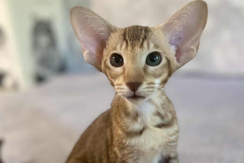 Xena Princesse Oriental Shorthair female, chocolate ticked tabby