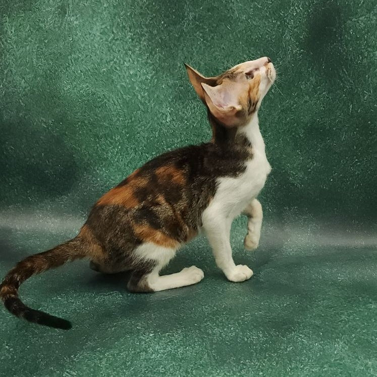 Ustina Oriental Shorthair female, black tortie tabby bicolour