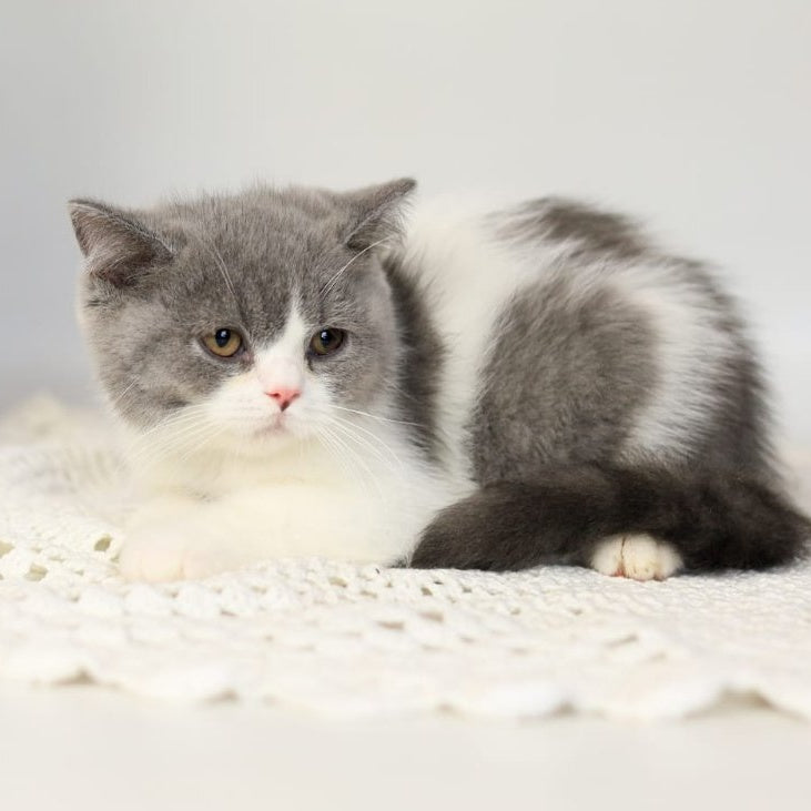 Mihael British Shorthair male, blue bicolour