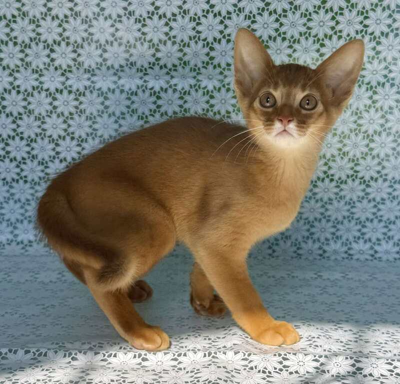 Baks Abyssinian male sorrel - live animals