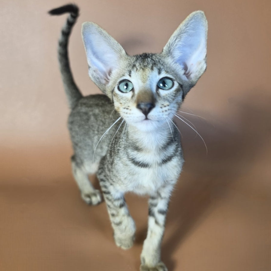 Gideon Oriental Shorthair male, black spotted tabby