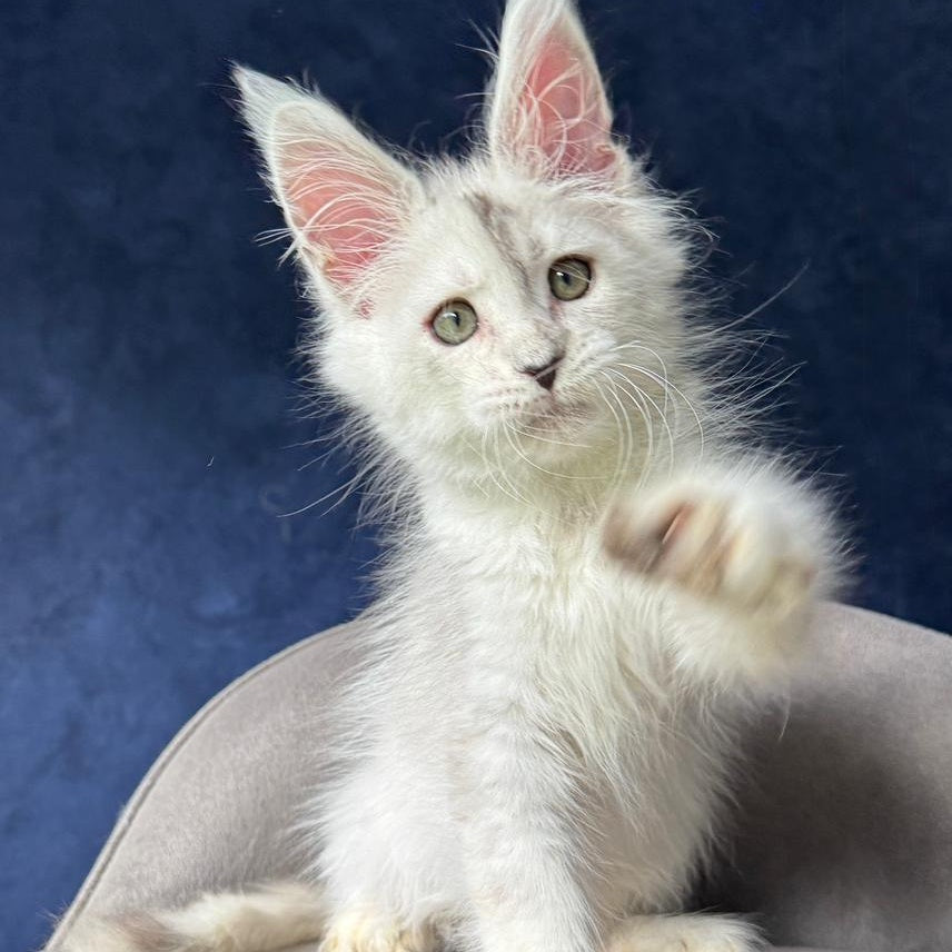 X-Axis Maine Coon male, black silver shaded