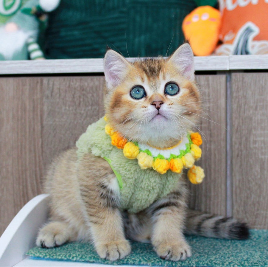 Quincy British Shorthair male, black golden ticked tabby