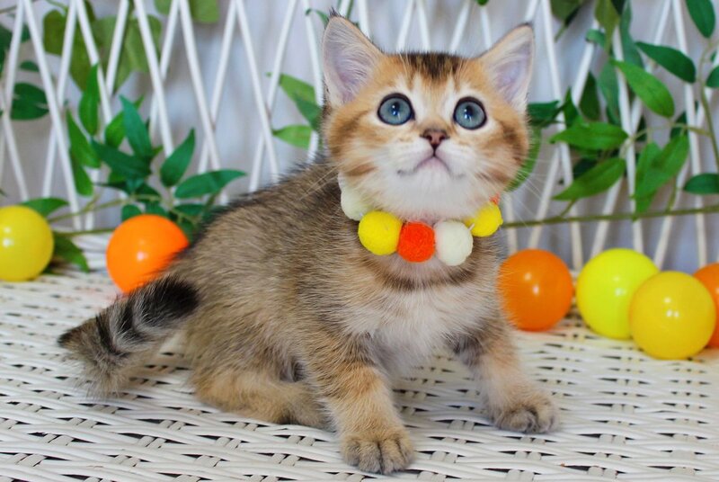 Indigo British Shorthair male, black golden ticked tabby