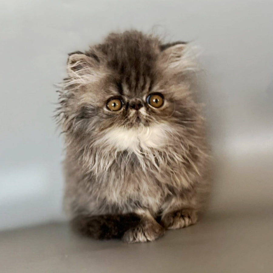Balloo Persian male, blue silver spotted tabby