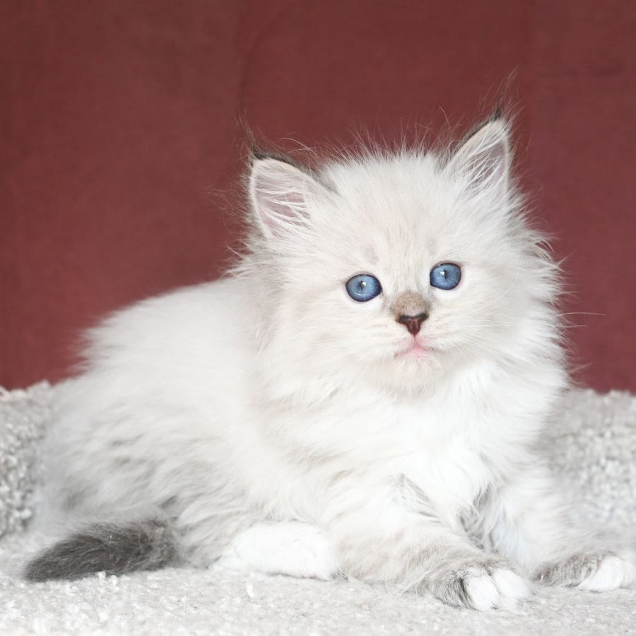 Lion Siberian male, black tabby pointed with white