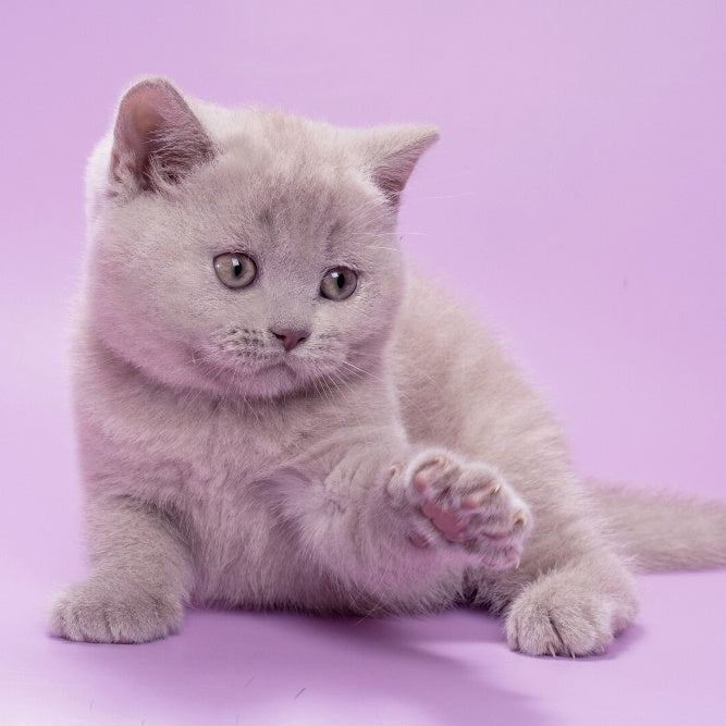 Sassy British Shorthair female, lilac