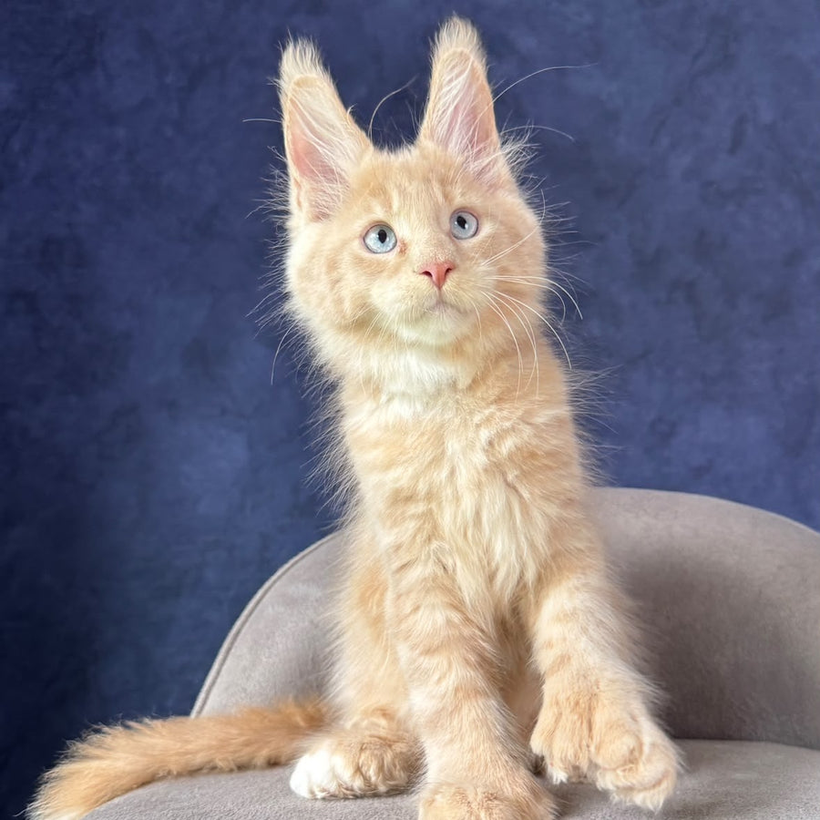 Rumbik Maine Coon polydactyl 6x6x6x6 male, cream with white