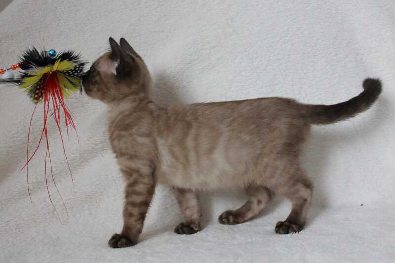 Nutella Bengal female, black pointed