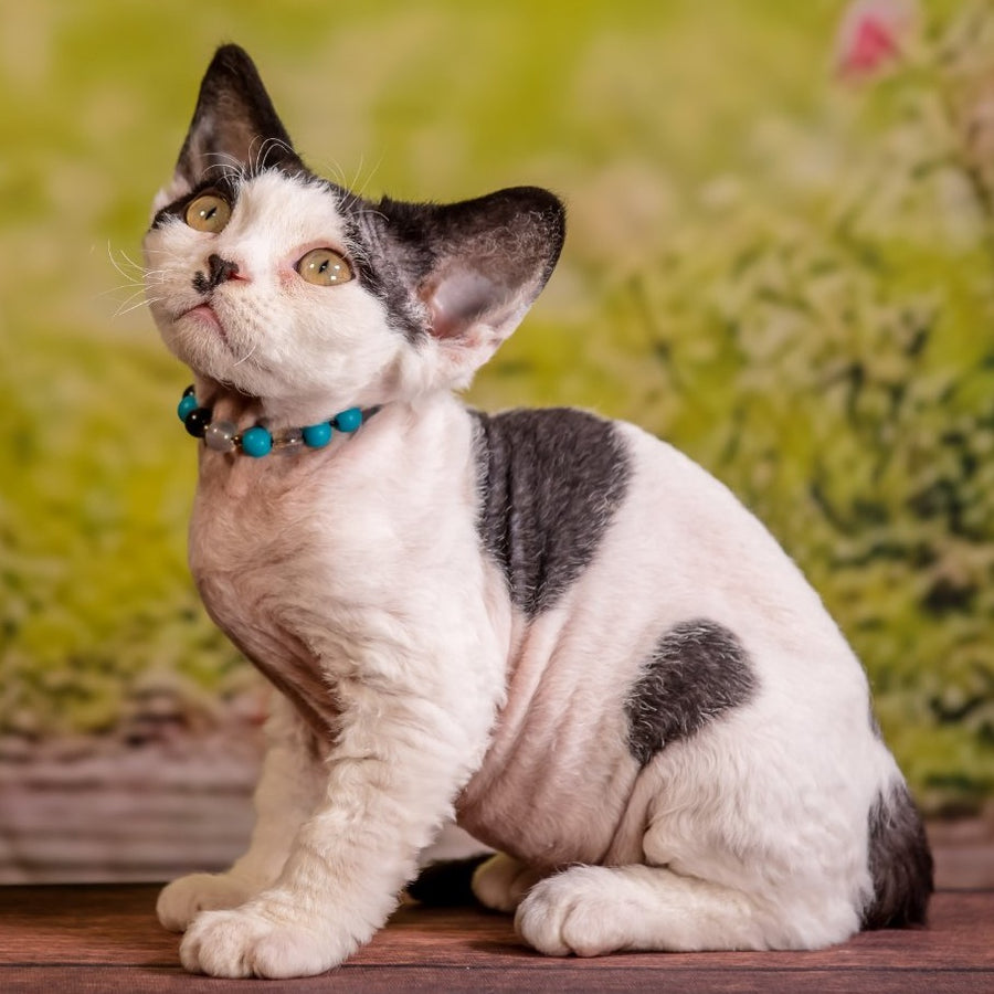 Lucke Devon Rex male, black harlequin