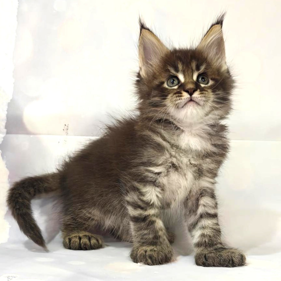 Manhattan Maine Coon polydactyl 6x6x6x6 male, black tabby