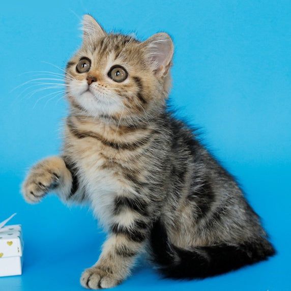 Yamina British Shorthair female, black tabby