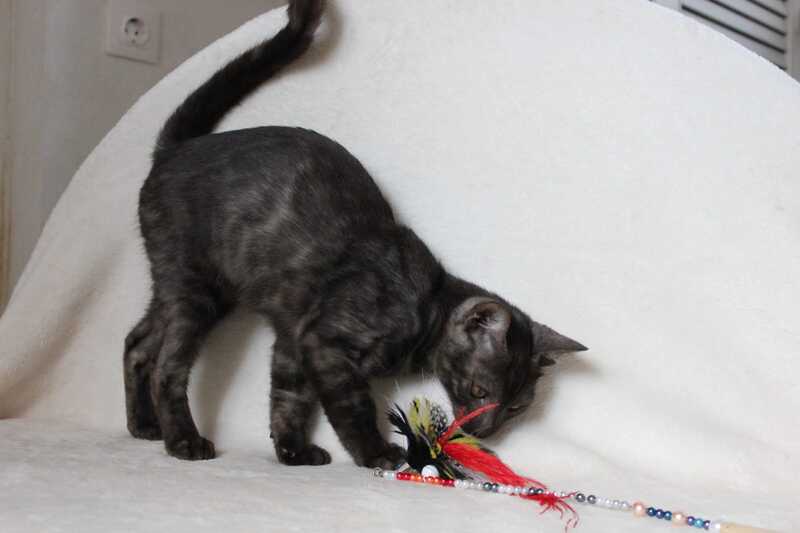Ponti Bengal male, black silver