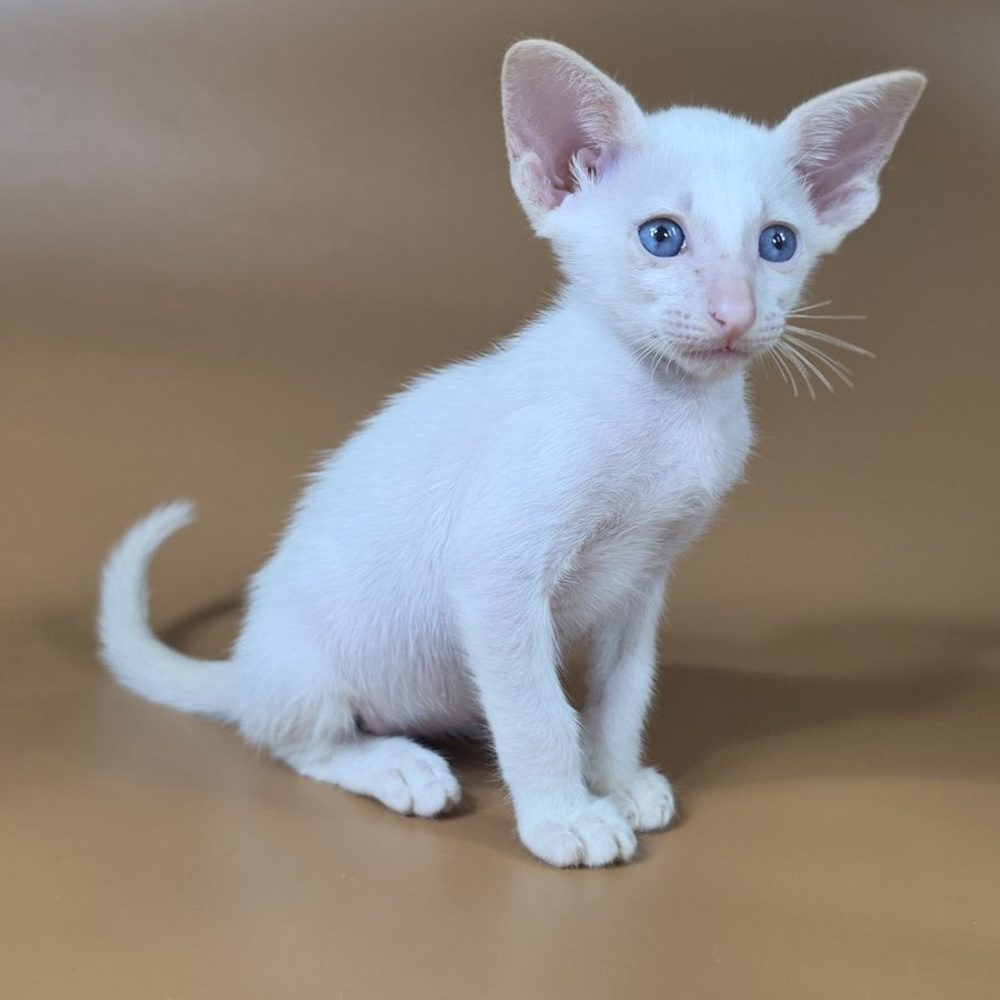 Draco Siamese male, red