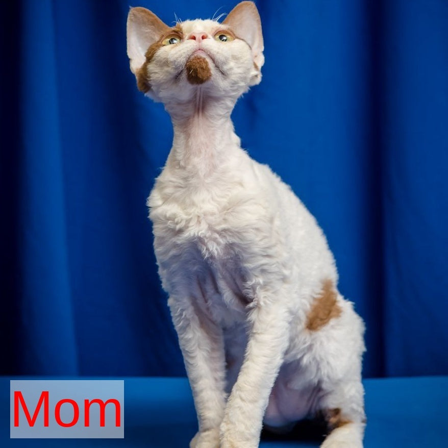 Lucke Devon Rex male, black harlequin