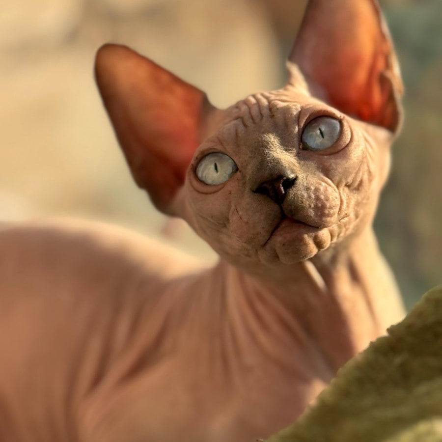 Fiona Canadian Sphynx female, blue pointed