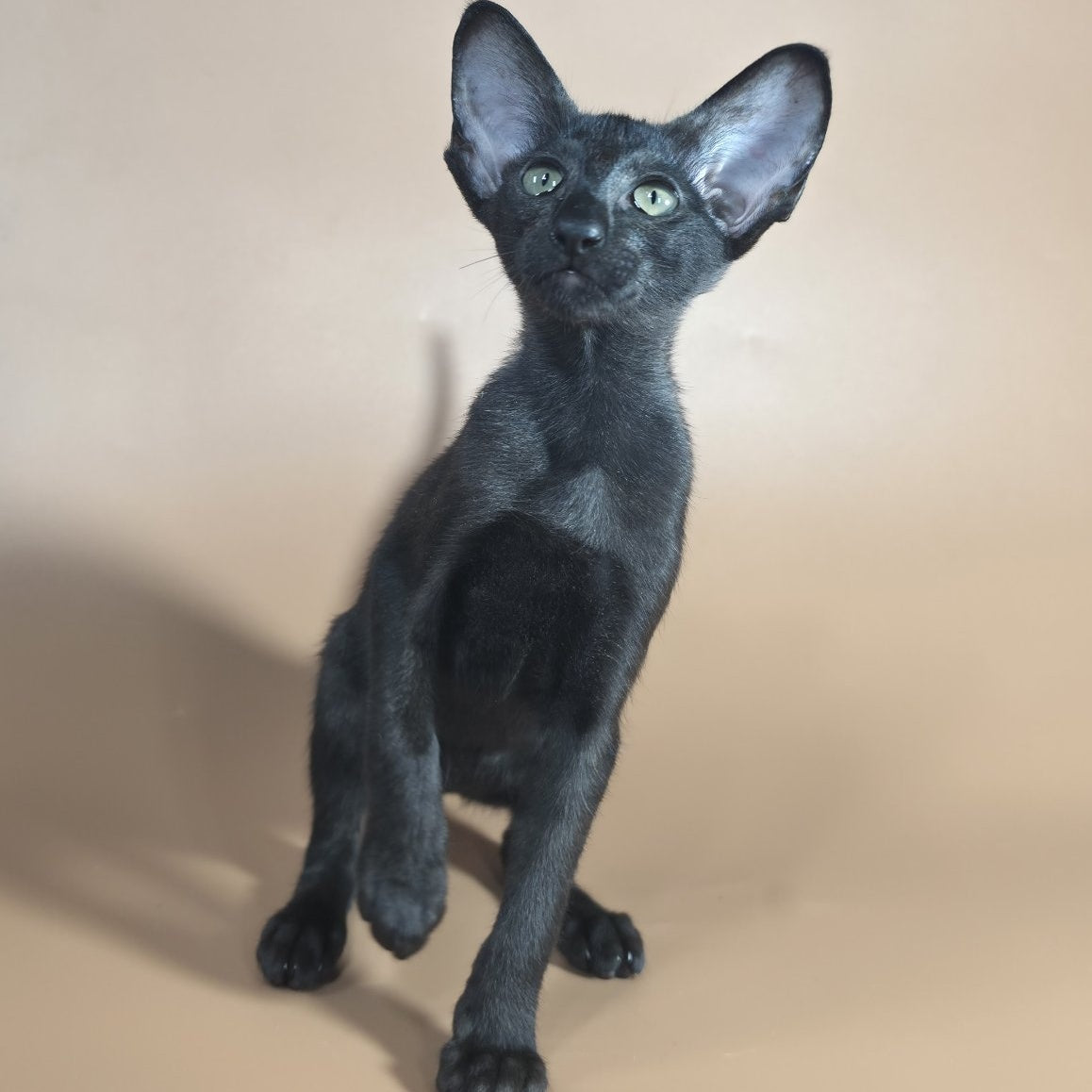 Juno Siamese female, black