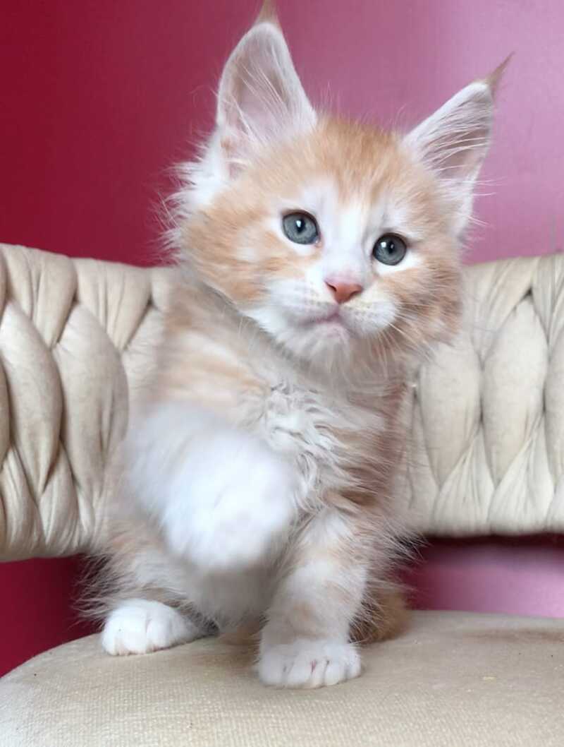 Yogurt Maine Coon male red silver tabby bicolour - live animals