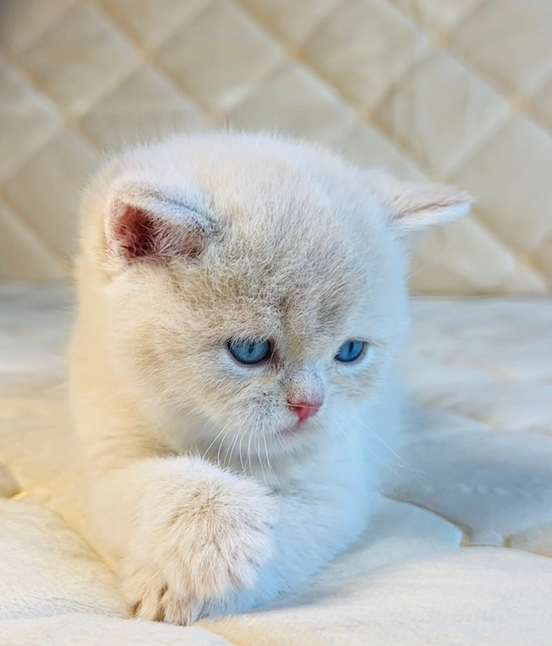 Elian British Shorthair male, cream golden