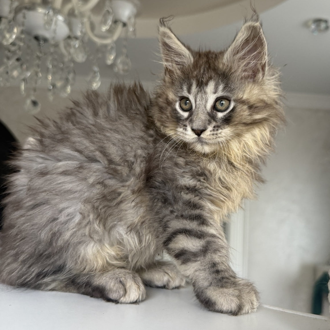 Elit Maine Coon male, black silver tabby