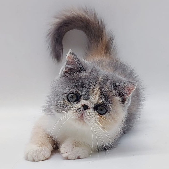 Julia Exotic female, blue tortie bicolour