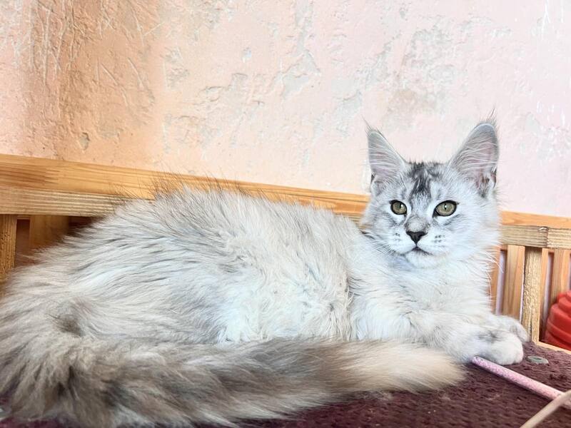 Zabava Maine Coon female, black tortie silver ticked tabby